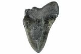 Partial Fossil Megalodon Tooth - South Carolina #277378-1